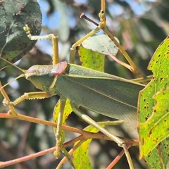 Terpandrus jumbunna at Bungendore, NSW - 31 Dec 2024