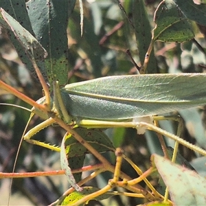 Terpandrus jumbunna at Bungendore, NSW - 31 Dec 2024