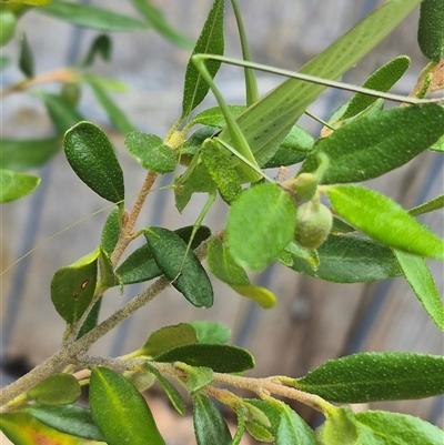 Tinzeda lobata (A katydid) at Bungendore, NSW - 31 Dec 2024 by clarehoneydove