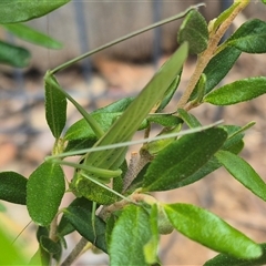 Tinzeda lobata at Bungendore, NSW - 31 Dec 2024