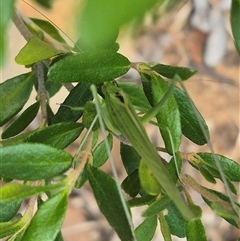 Tinzeda lobata at Bungendore, NSW - 31 Dec 2024