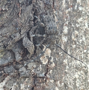 Ancita australis (Longicorn or longhorn beetle) at Bungendore, NSW by clarehoneydove