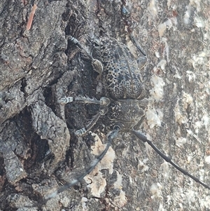 Ancita australis at Bungendore, NSW - 31 Dec 2024