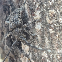 Ancita australis at Bungendore, NSW - 31 Dec 2024