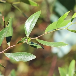 Acacia verniciflua (Varnish Wattle) at Wodonga, VIC by KylieWaldon