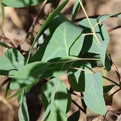 Eucalyptus sp. (A Gum Tree) at Wodonga, VIC - 26 Dec 2024 by KylieWaldon