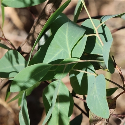 Eucalyptus sp. (A Gum Tree) at Wodonga, VIC - 25 Dec 2024 by KylieWaldon