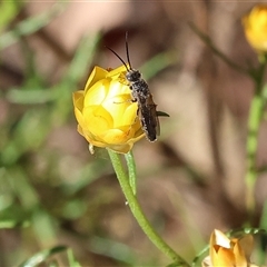 Thynninae (subfamily) at Wodonga, VIC - 25 Dec 2024 by KylieWaldon