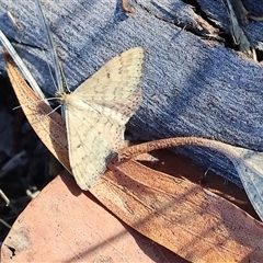 Scopula rubraria (Reddish Wave, Plantain Moth) at Wodonga, VIC - 26 Dec 2024 by KylieWaldon