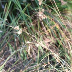 Themeda triandra (Kangaroo Grass) at Wodonga, VIC - 25 Dec 2024 by KylieWaldon