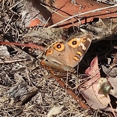 Junonia villida (Meadow Argus) at Wodonga, VIC - 25 Dec 2024 by KylieWaldon