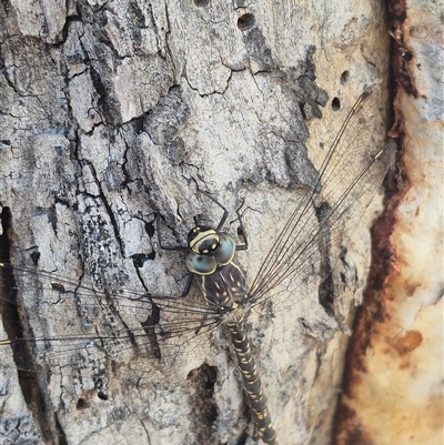 Austroaeschna parvistigma at Bungendore, NSW - 31 Dec 2024 by clarehoneydove