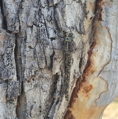 Austroaeschna parvistigma at Bungendore, NSW - suppressed