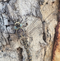 Austroaeschna parvistigma at Bungendore, NSW - suppressed