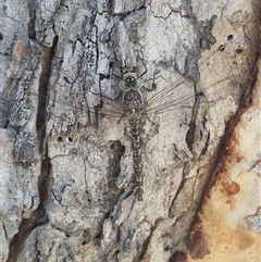 Austroaeschna parvistigma at Bungendore, NSW - suppressed