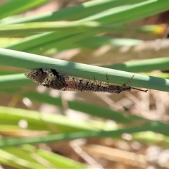 Glenoleon sp. (genus) (Antlion lacewing) at Wodonga, VIC - 26 Dec 2024 by KylieWaldon