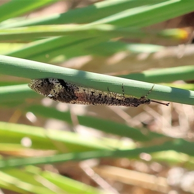 Glenoleon sp. (genus) (Antlion lacewing) at Wodonga, VIC - 26 Dec 2024 by KylieWaldon