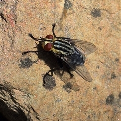 Sarcophagidae (family) (Unidentified flesh fly) at Bungendore, NSW - 31 Dec 2024 by clarehoneydove