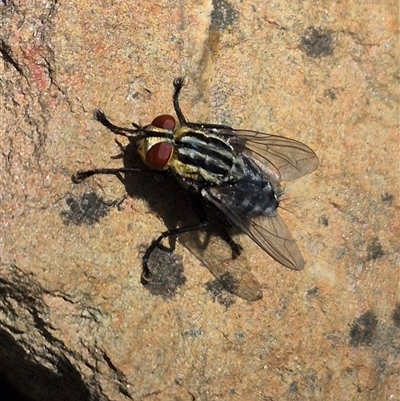 Sarcophagidae sp. (family) (Unidentified flesh fly) at Bungendore, NSW - 31 Dec 2024 by clarehoneydove