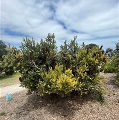 Banksia ericifolia at Goolwa, SA - 1 Jan 2025 by mbmiyagi