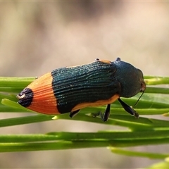 Castiarina kerremansi (A jewel beetle) at Aranda, ACT - 31 Dec 2024 by CathB