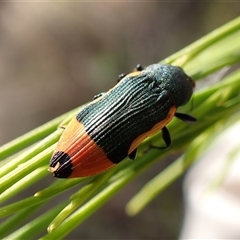 Castiarina kerremansi at Aranda, ACT - 1 Jan 2025 07:41 AM