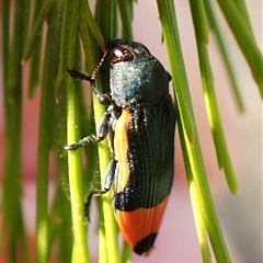 Castiarina kerremansi at Aranda, ACT - 1 Jan 2025 07:41 AM