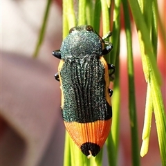 Castiarina kerremansi at Aranda, ACT - 1 Jan 2025 07:41 AM