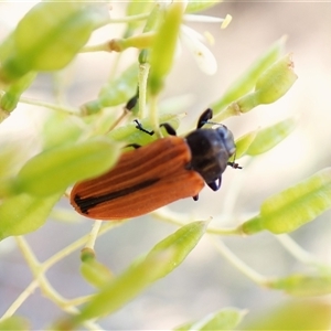 Castiarina erythroptera at Cook, ACT - 28 Dec 2024 09:45 AM