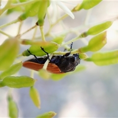 Castiarina erythroptera at Cook, ACT - 28 Dec 2024 09:45 AM