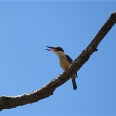 Todiramphus sanctus (Sacred Kingfisher) at Kambah, ACT - 1 Jan 2025 by LineMarie