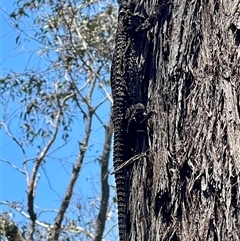 Pogona barbata at Kambah, ACT - 1 Jan 2025 by LinePerrins