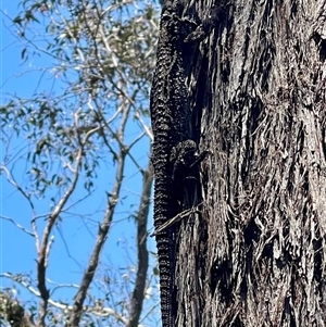 Pogona barbata at Kambah, ACT by LinePerrins