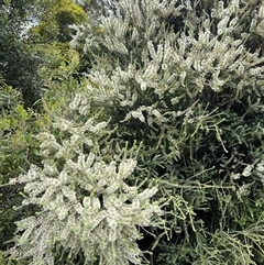 Melaleuca lanceolata at Goolwa, SA - 1 Jan 2025 by mbmiyagi