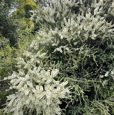 Melaleuca lanceolata at Goolwa, SA - 1 Jan 2025 by mbmiyagi