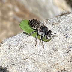 Megachile (Eutricharaea) serricauda (Leafcutter bee, Megachilid bee) at Jerrabomberra, NSW - 1 Jan 2025 by SteveBorkowskis