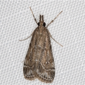 Eudonia cleodoralis at Melba, ACT - 31 Dec 2024