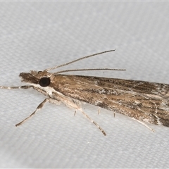 Eudonia cleodoralis at Melba, ACT - 31 Dec 2024