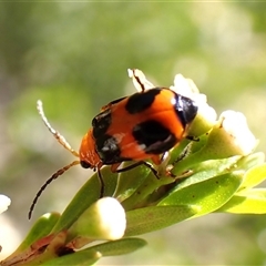 Aulacophora hilaris (Pumpkin Beetle) at Cook, ACT - 30 Dec 2024 by CathB