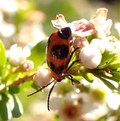 Aulacophora hilaris at Cook, ACT - 30 Dec 2024