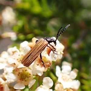 Porrostoma sp. (genus) (Lycid, Net-winged beetle) at Cook, ACT by CathB