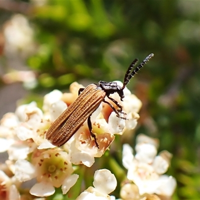 Porrostoma sp. (genus) (Lycid, Net-winged beetle) at Cook, ACT - 30 Dec 2024 by CathB