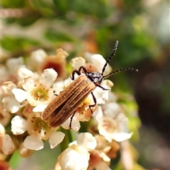 Porrostoma sp. (genus) at Cook, ACT - suppressed