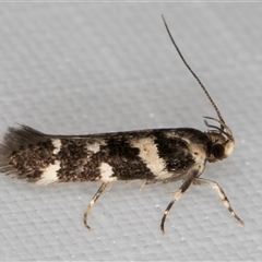 Macrobathra (genus) (A Cosmet moth (Cosmopteriginae) at Melba, ACT - 31 Dec 2024 by kasiaaus