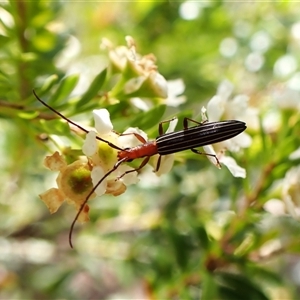 Syllitus rectus (Longhorn beetle) at Cook, ACT by CathB