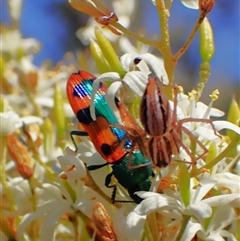 Castiarina scalaris (Scalaris jewel beetle) at Cook, ACT - 28 Dec 2024 by CathB