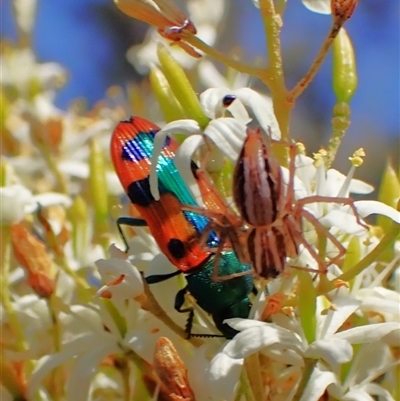 Castiarina scalaris (Scalaris jewel beetle) at Cook, ACT - 27 Dec 2024 by CathB