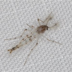 Chaoborus ornatipennis at suppressed - 31 Dec 2024 09:37 PM