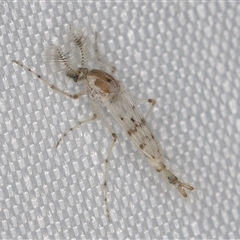 Chaoborus ornatipennis at suppressed - 31 Dec 2024 09:37 PM