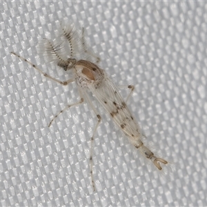 Chaoborus ornatipennis at suppressed - 31 Dec 2024 09:37 PM